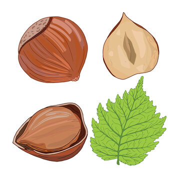 Vector set of hand drawn hazelnuts and hazelnut leaf isolated on white background