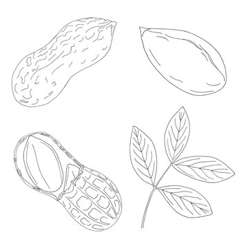Vector set of black line hand drawn peanuts and peanut leaf isolated on white background. Design for nut products or peanut butter packaging