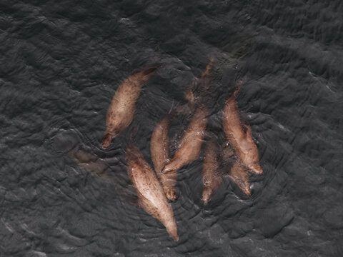 Aerial view of a group of seals swimming in the dark waters of the Bering Sea near Unalaska, Alaska, United States.