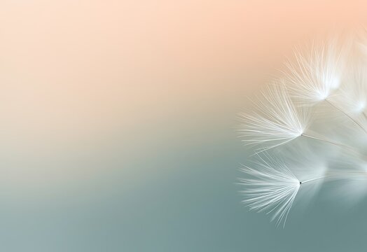 Delicate fluffy seed heads against a soft gradient of peach and teal