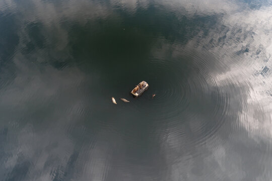 Aerial view of seals swimming in the calm dark waters of Unalaska with a small floating platform and cloud reflections on the surface Unalaska, Alaska, United States.