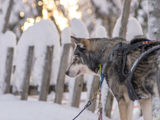 A husky dog stares to the left © Daan Klein