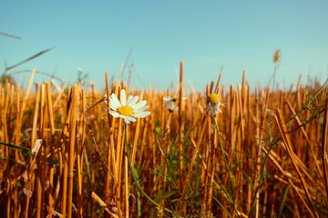 White chamomile flowers on harvested wheat field with blue sky. © stockcrafter