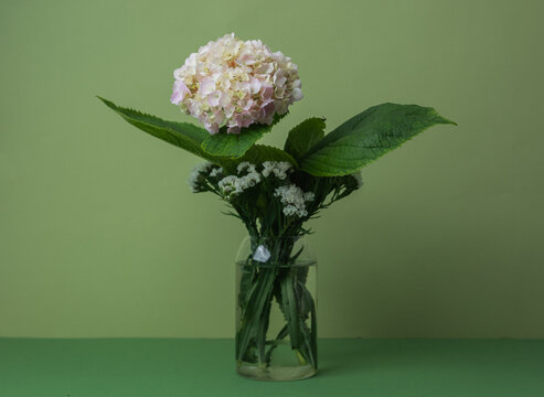 Pastel pink and cream hydrangeas in glass vase &ndash; elegant botanical