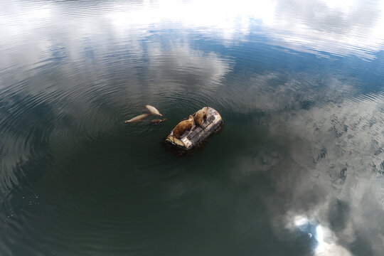 Aerial view of sea otters resting on a floating log in calm water with cloud reflections in Unalaska, Alaska, United States.