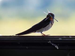A small bird perched on a dark branch against a blurred background. © Daan Klein