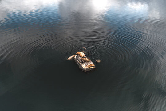 Aerial view of sea lions resting on a floating object in the calm water of Unalaska, Alaska, United States.