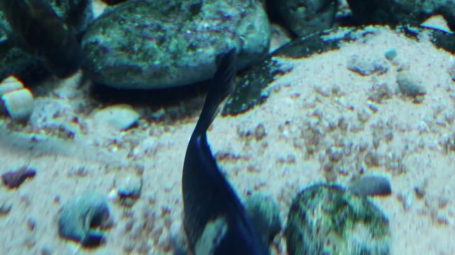 Dark-colored fish swimming among rocks and sand at the bottom of an aquarium, showcasing movement and interaction with surrounding aquatic environment
