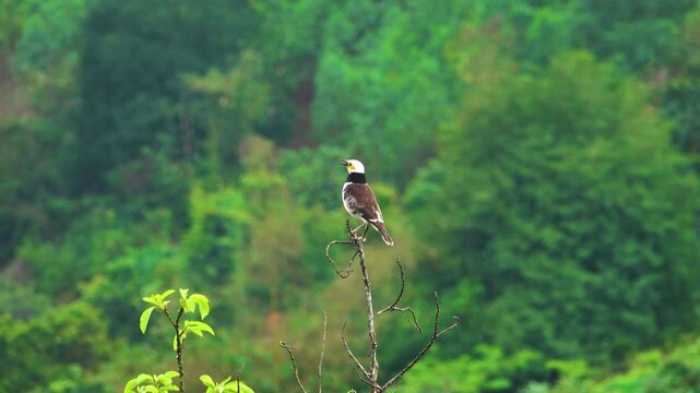 Black-collared starling (Gracupica nigricollis) Territorial behavior. Bird sings in a noticeable constant song post which marks the boundaries of the territory. Vietnam