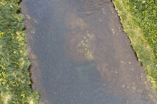 Aerial view of salmon swimming upstream in a clear river surrounded by lush green grassy banks in Unalaska, Alaska, United States.