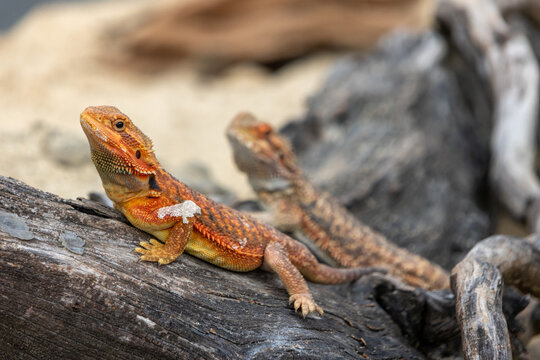 Central bearded dragon, a popular Australian reptile