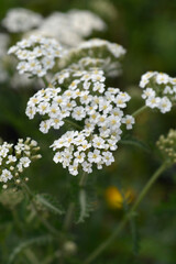Macro shot of multiple common yarrowflower heads featuring small white petals and yellow centers in a summer garden - latin name - Achillea millefolium Schneetaler © nahhan