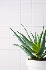 Fototapeta premium Aloe vera plant in a white pot against a tiled background