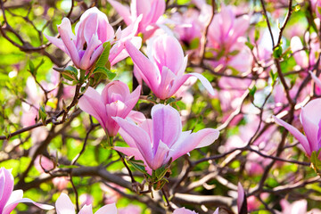 Pink magnolia blossoms blooming on tree branches © reddish