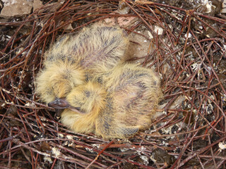 Two newborn pigeon chicks inside natural nest of dry twigs close up © sunkit