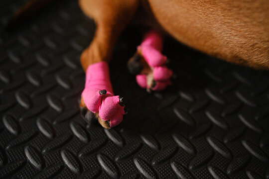 Dachshund with wrapped hind paws during spinal injury recovery