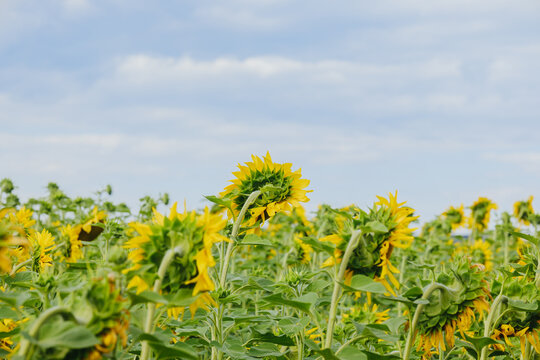 Field of sunflowers facing the sky on a cloudy day