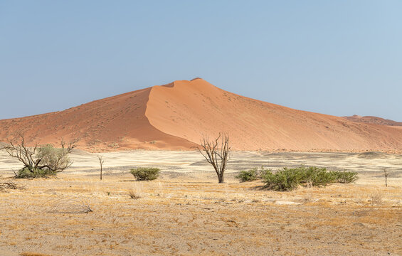 Desiccated trees at Sesriem in the Namib desert, Namibia, Africa