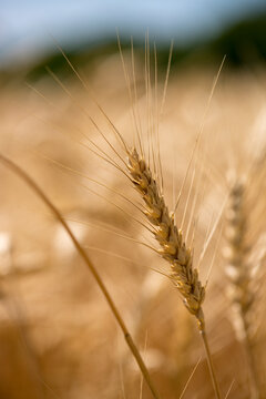 Ripe wheat ear in a field on a blurred background