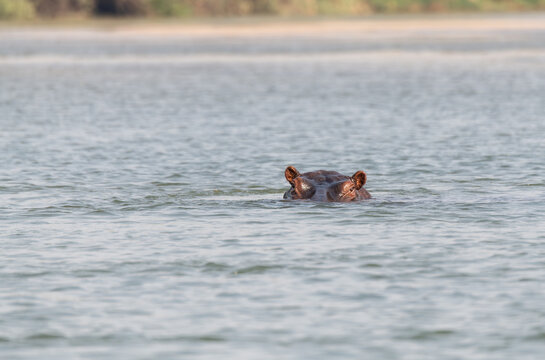 Hippopotamus in the Zambezi river, Namibia, Africa