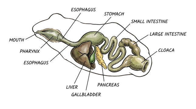 Educational biological diagram illustrating the human digestive system anatomy and organs