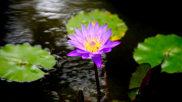 Seerose