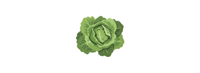 Obraz premium Fresh Green Cabbage Head Vector Illustration