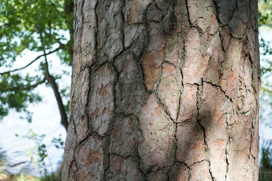 Detailaufnahme der groben Borke einer alten Waldkiefer (Pinus sylvestris) am Liepnitzsee, Naturpark Barnim