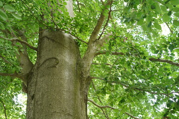 Fototapeta premium Detailaufnahme von Stamm und Astwerk einer Rotbuche (Fagus sylvatica) im Sommer, Naturpark Barnim