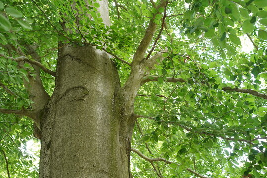 Detailaufnahme von Stamm und Astwerk einer Rotbuche (Fagus sylvatica) im Sommer, Naturpark Barnim