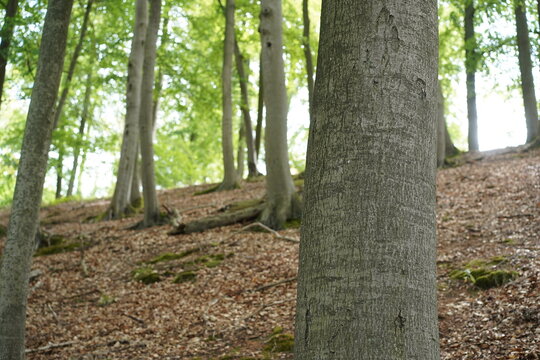 Buchenwald am Hang des Liepnitzsees im Naturpark Barnim in Brandenburg im Sommer