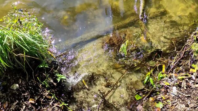 Top down close up shot of clear water gentle waves lapping sandy shore with green grass