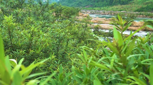 Green river valley, floodplain rainforest. winter runoff low, river channels. Osiery. Vietnam