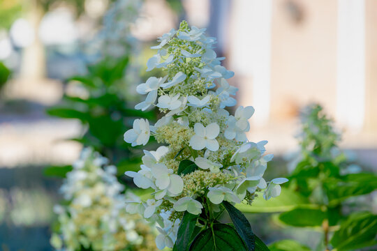 Selective focus of bushes of Hydrangea paniculata flowers, White hortensia blooming in garden, Panicled hydrangea is a species of flowering plant in the family Hydrangeaceae, Natural floral background