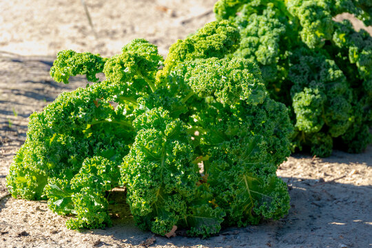 Selective focus of green vegetable in the garden, A healthy vibrant head of curly kale (Brassica oleracea var acephala) commonly known in Dutch as boerenkool growing in sandy soil, Greenery background