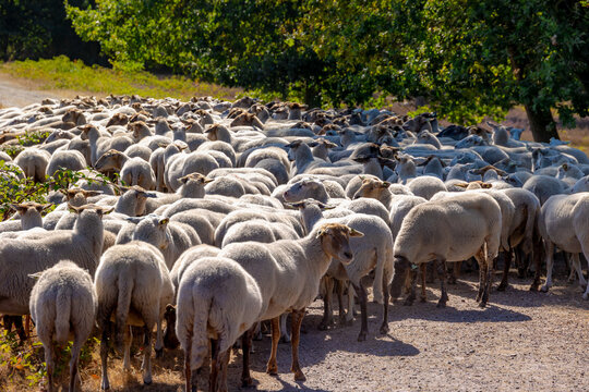 Summer countryside landscape, A flock of sheep walking in nature gravel path in the forest, The Drenthe Heath sheep is a domesticated breed of sheep originating in the Netherlands, Open farm livestock