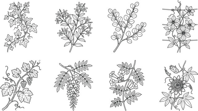 Botanical Climbing Plants and Vines Line Art Vector Set for Floral Design and Illustration