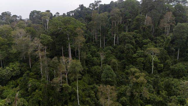 Aerial view of dense tropical rainforest canopy with tall emergent trees and lush green foliage in Kakum National Park, Odumase Abrafo, Central Region, Ghana.