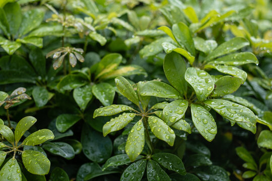 Green schefflera leaves covered in numerous clear raindrops. Creating a fresh and vibrant display of nature's beauty and plant growth after a recent rain