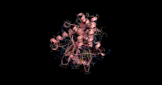 Yersinia (the Black Death/plague) protein tyrosine phosphatase (Yop51 catalytic domain), 3D structure 4K   spinning