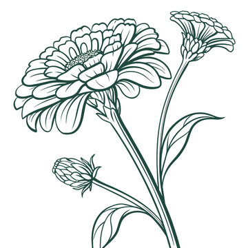zinnia green line art vector isolated on white background