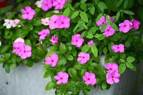 Pink Catharanthus roseus blossoms with mildly worn, insect-nibbled leaves spread densely before a blurred gray concrete planter wall, Yuanshan Township.