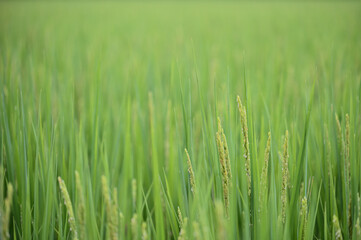Fototapeta premium Young Oryza sativa panicles rise above a rice paddy, blurred green fields extending into soft copy space above, Sanxing Township, Yilan County.