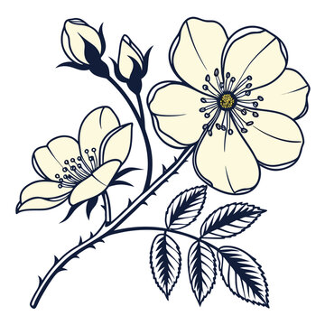 yellow banksia rose line art vector flower on white background