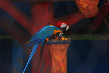 Colorful macaws perched eating seeds from feeder with feathers, colorful © Md