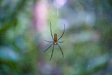 India. Madhya Pradesh. Khajuraho. A golden-webbed Nephila spider (Nephila dirangensis or Trichonephila), recognisable by its distinctive yellow stripes on the abdomen, weaves its giant web