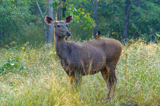 India. Madhya Pradesh. Khajuraho. Panna National Park. A female sambar deer (Rusa unicolor) with a rufous wandering woodpecker (Dendrocitta vagabunda) perched on her back, feeding on parasites