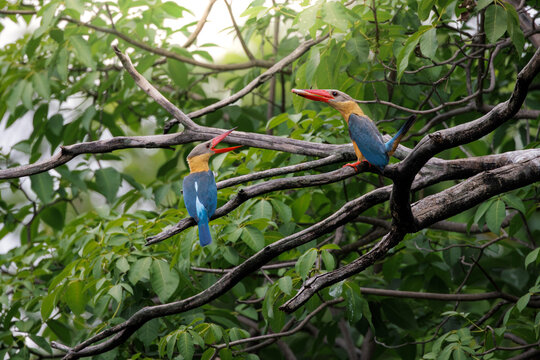 Two Stork-billed Kingfishers perched among tree branches, with one bird holding a fish in its bill and preparing to feed the other, capturing an intimate wildlife moment, courtship feeding moment