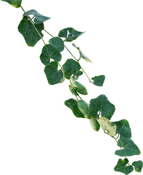 Vine plant, Branch creeper leaf green, Liana tropical nature.