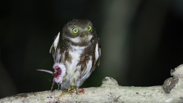 The Javan owlet (Glaucidium castanopterum) is a species of owl in the family Strigidae. It is native to the islands of Java and Bali.